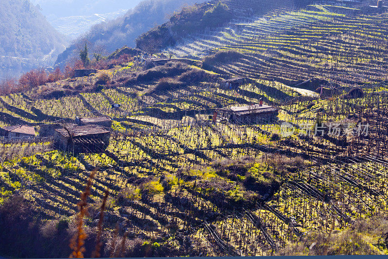 Ribeira sacra葡萄园和酒窖，加利西亚，西班牙。